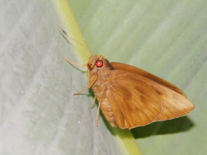 �㽶Ū���Ĺ�Ч���� �㽶Ū���λ�ŧ���ж���