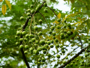 ����ӵĹ�Ч���� ��������丹в����ʹ