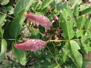 ��β�ֵĹ�Ч���� ��β����θ��ʮ��ָ������