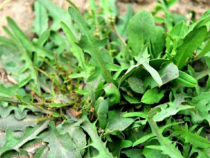 ��ݤ�˵Ĺ�Ч���� ��ݤ���μ���ϸ��������