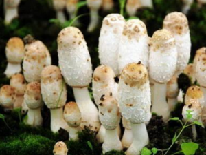 ����Ģ�Ĺ�Ч���� ����Ģ��ʳ������