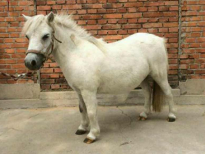 ����ë�Ĺ�Ч���� ����ë�θ���Ѫ��