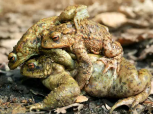 ��ܵĹ�Ч���� ����δ��ҷ���