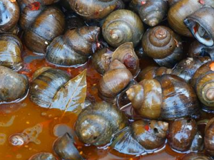 Ů��ʹ�����ܳ�ʲô Ů��ʹ������ʳ����