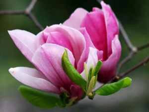 ���Ļ�������ˮ���� ���Ļ���ˮ���α���