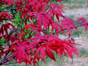 ��Ҷ���Ĺ�Ч ��Ҷ�����η�ʪ��ʹ