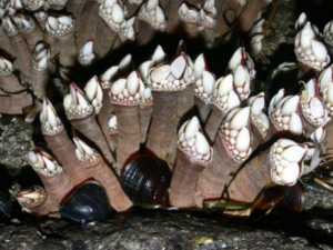 �ٺ��Ĺ�Ч���� �ٺ�������ֹʹ�ⶾ�ƴ�