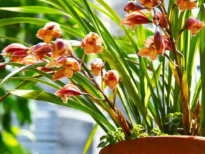 ��ͷ������Щ��Ч ��ͷ������ҩ�Է��ȿ���