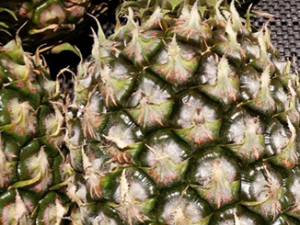 иôԲܲŰȫ иԲܵĽ