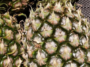 ���ܵ�ʳ�ý��� ��Щ��ʳ�ò����׹���