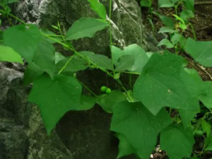 �����ٵĹ�Ч���� ����������ʹ���