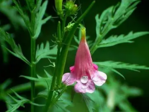 ����Ĺ�Ч���� ����ɵ�����Ѫ���¾�����