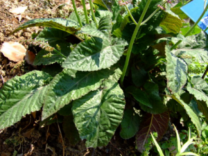 Ѫ��ݵĹ�Ч���� Ѫ���������ѪѪ��