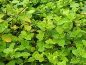 ���ǲݸ��Ĺ�Ч ���ǲݸ��θ�ҩ�Է��Ȳ���