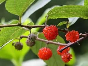 ��Ƥ�ٵĹ�Ч���� ��Ƥ������ҩ�Է��ȿ���