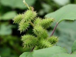 Զж𣿲ԶӴжעʳü