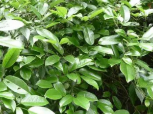 ˿ľͨĹЧ ˿ľͨηʪԹؽ