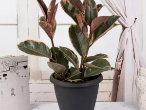 ��մ�����Щ��Ч ��մ����ʺ���ʹ