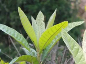 �¶�����Ҷ���Ĺ�Ч �¶�����Ҷ���ɽ��