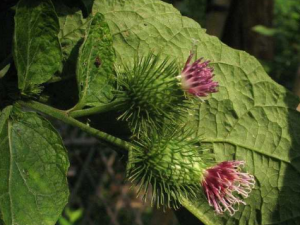 ��ʵҶ�ϵĹ�Ч ��ʵҶ�����з緳��ڸ�