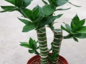 ������Ĺ�Ч ���������Ʒ�ҩ�Է��ȿ���