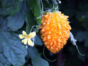 Ұ��ϵĹ�Ч Ұ����������׶�