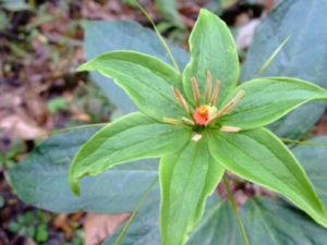 �ɺ�Ҷɢ���Ĺ�Ч �ɺ�Ҷɢ�����г没