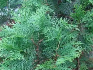 ���Ҷ��Ĺ�Ч ���Ҷ��������ü������