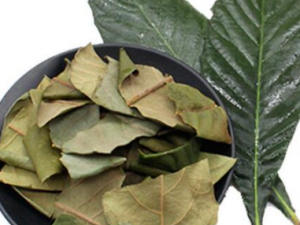 ����Ҷ��Ĺ�Ч ����Ҷ�����θ���Ѫ��