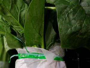 ���˵�ʳ�ý��� ��ͯ�ɶ�Բ���