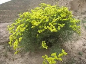 ���Ҷ�ݵĹ�Ч ���Ҷ���δ���Ӹ��