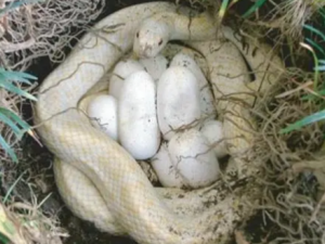 ���ǵ�ͷɢ�Ĺ�Ч ���ǵ�ͷɢ�����Է�ͷʹ