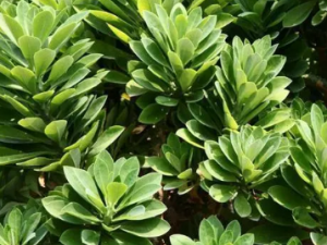 ��տڰڵĹ�Ч ��տڰ����ӹ��ѳ�