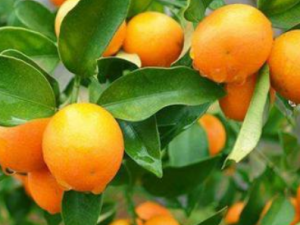 ����Ҷ�Ĺ�Ч ����Ҷ�����������