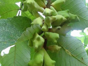 �屶�ӵĹ�Ч���� �屶�������ν���ɬ��ֹк������