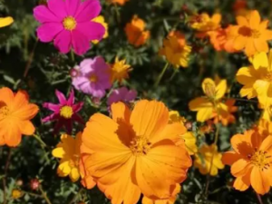 ��Ƽ�Ĺ�Ч���� ��Ƽ�θ�ð�����޺�