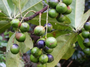 ɽ���۵Ĺ�Ч ɽ�������ڷ�ʪ�Թؽ���