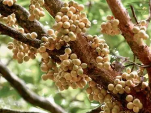 Ұ��Ƥ�Ĺ�Ч Ұ��Ƥ��������θ�ð