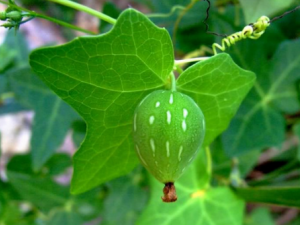 ��ϲݵĹ�Ч ��ϲݽⶾ������Ӹ���׶�