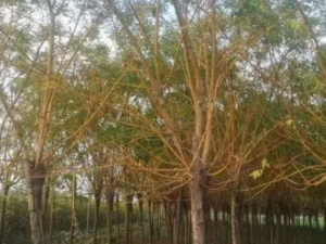 �𻱵Ĺ�Ч���� ���������������