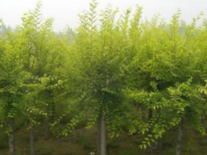 ��ζ���ܺϼ��Ĺ�Ч ��ζ���ܺϼ��峦��ʪ���н�ʪ��