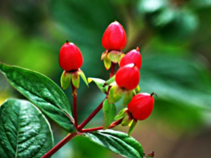 ��˿�ҹ�����Щ��Ч ��˿�ҹ�����ҩ�Է��ȿ���