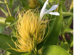 ��ӣҶ�Ĺ�Ч���� ��ӣҶ������ò�����