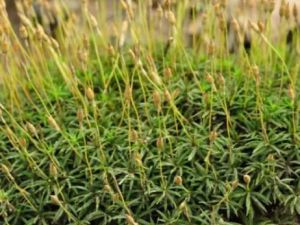 �𷢲ݵĹ�Ч���� �𷢲���ҩ�Է��Ȳ�����