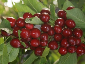 ʳ��ӣ��Ҫע����Щ���� ��ʳӣ�Һ˻��ж���