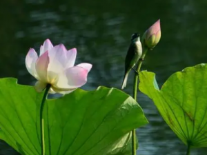 �Z�ɻ��Ĺ�Ч���� �Z�ɻ��ΰ��տ�