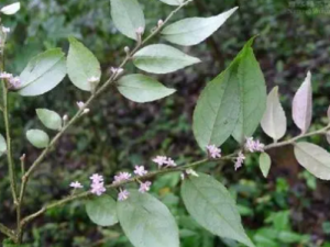 ����ɢ�Ĺ�Ч ����ɢ��¿���Ѻ��봯