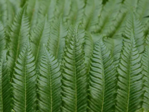 ��Ǯ��Ҷ����Щ��Ч ��Ǯ��Ҷ����ʪ��ʹ