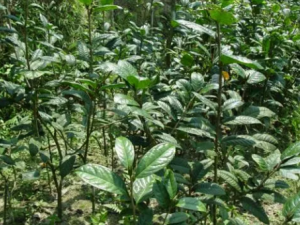 �𻨲�Ҷ�Ĺ�Ч �𻨲�Ҷ���Ƚⶾ������