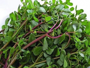 ����������Щ��Ч ��������������ʪ��������